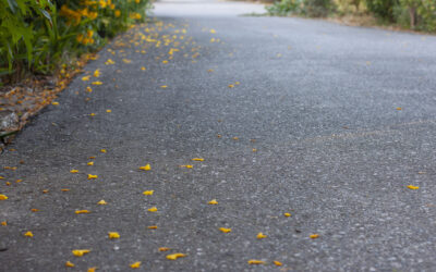 1920-yellow-elder-trumpetbush-trumpetflower-falling-on-a-tarmac-asphalt-road-in-the-countryside